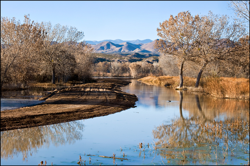 Bosque del Apache 2013